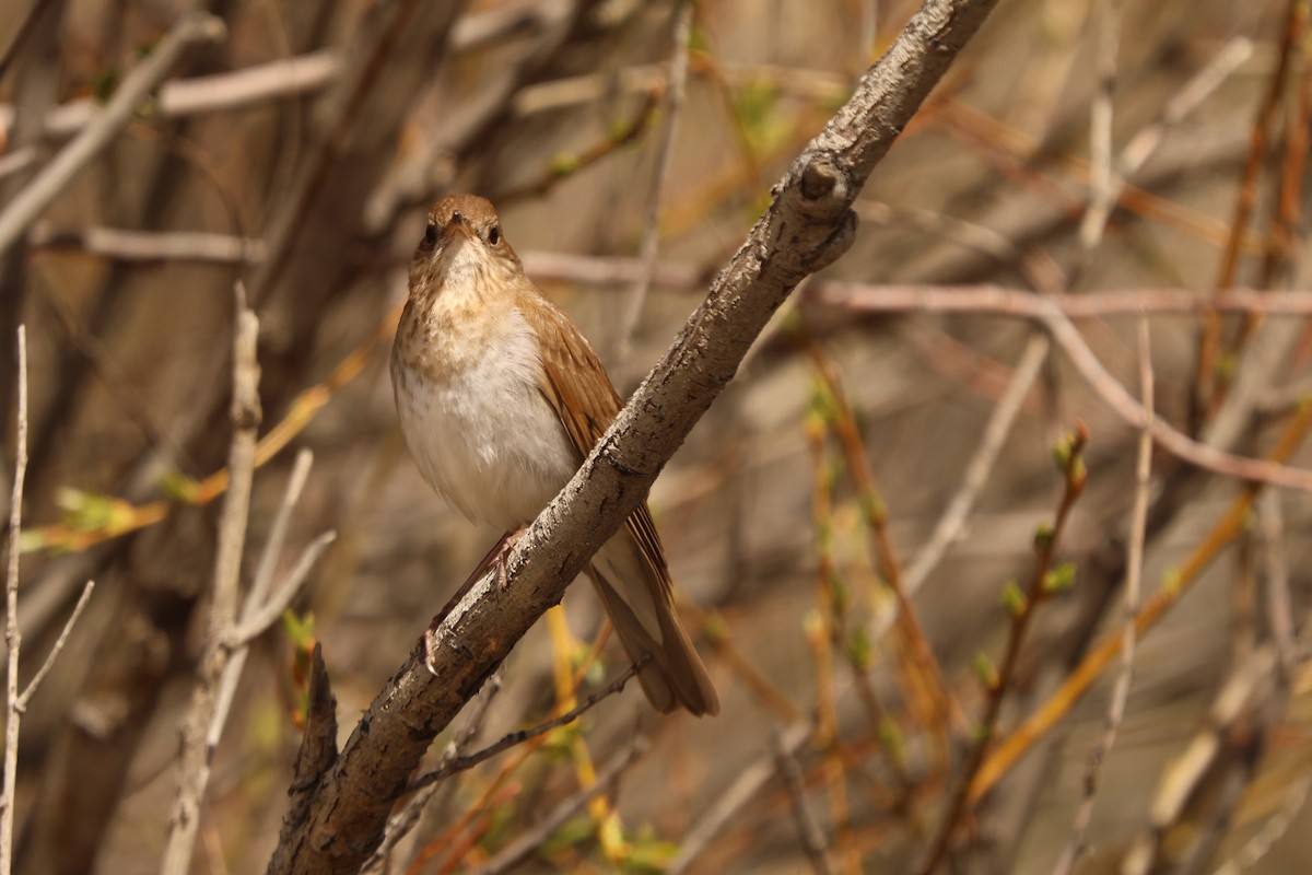 drozd hnědavý - ML636885044