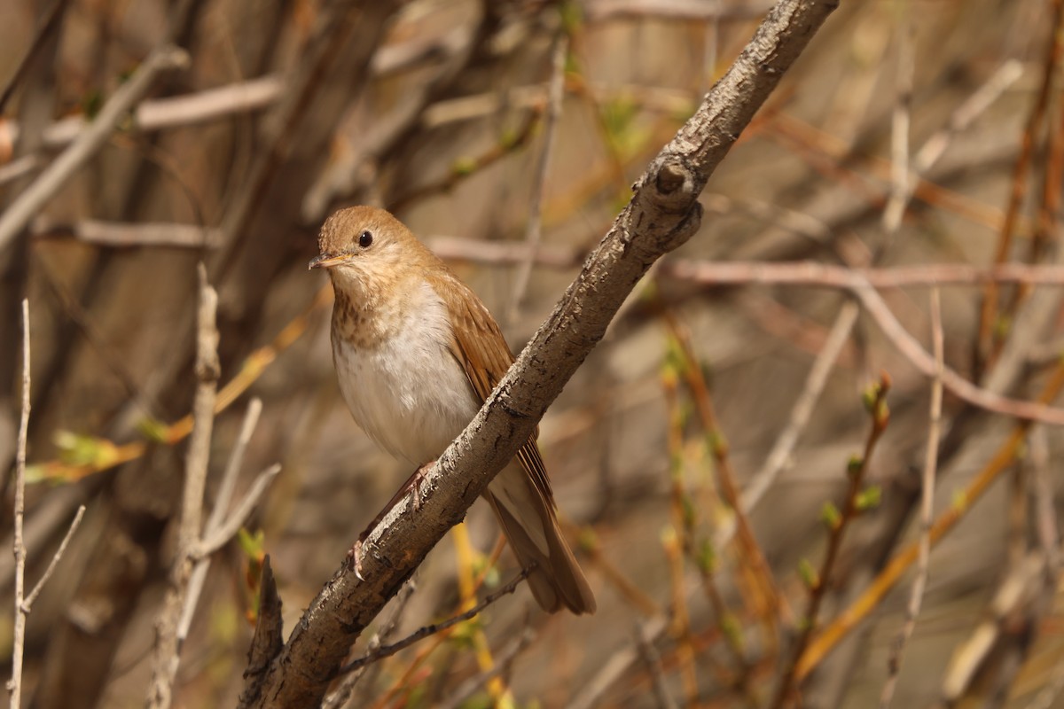 drozd hnědavý - ML636885045