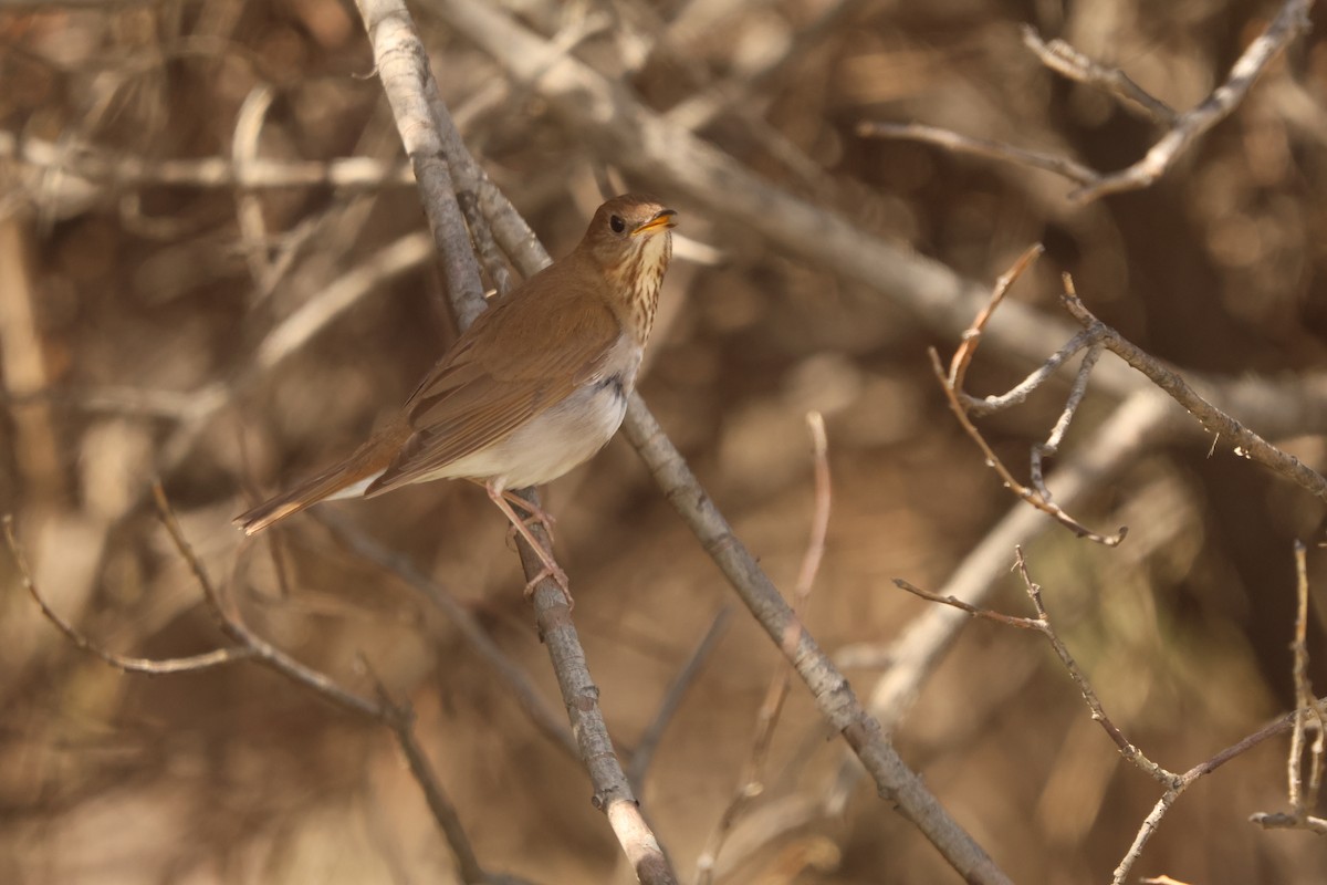 drozd hnědavý - ML636885046