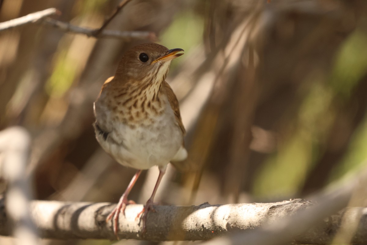 drozd hnědavý - ML636885047