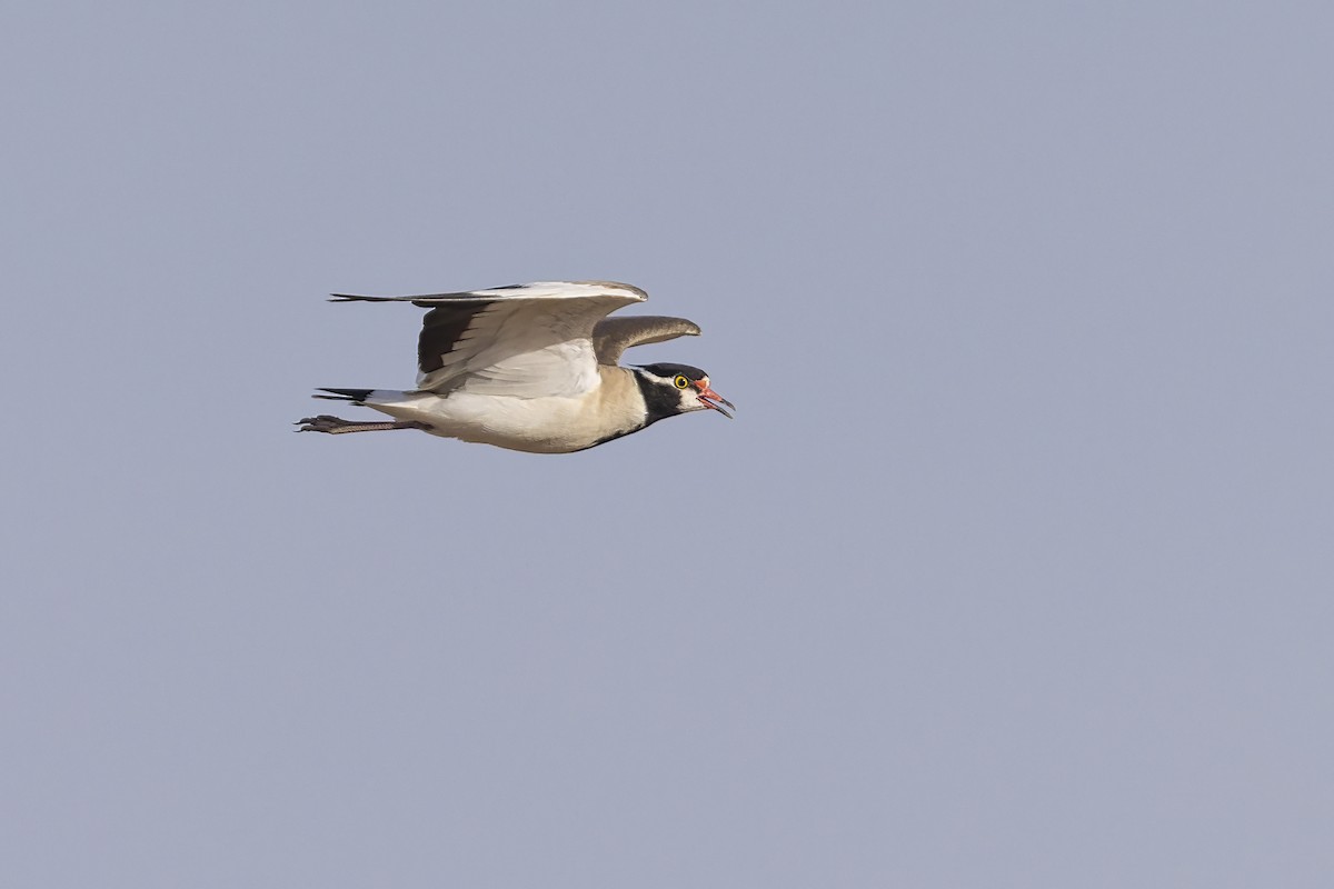 Black-headed Lapwing - ML636885064