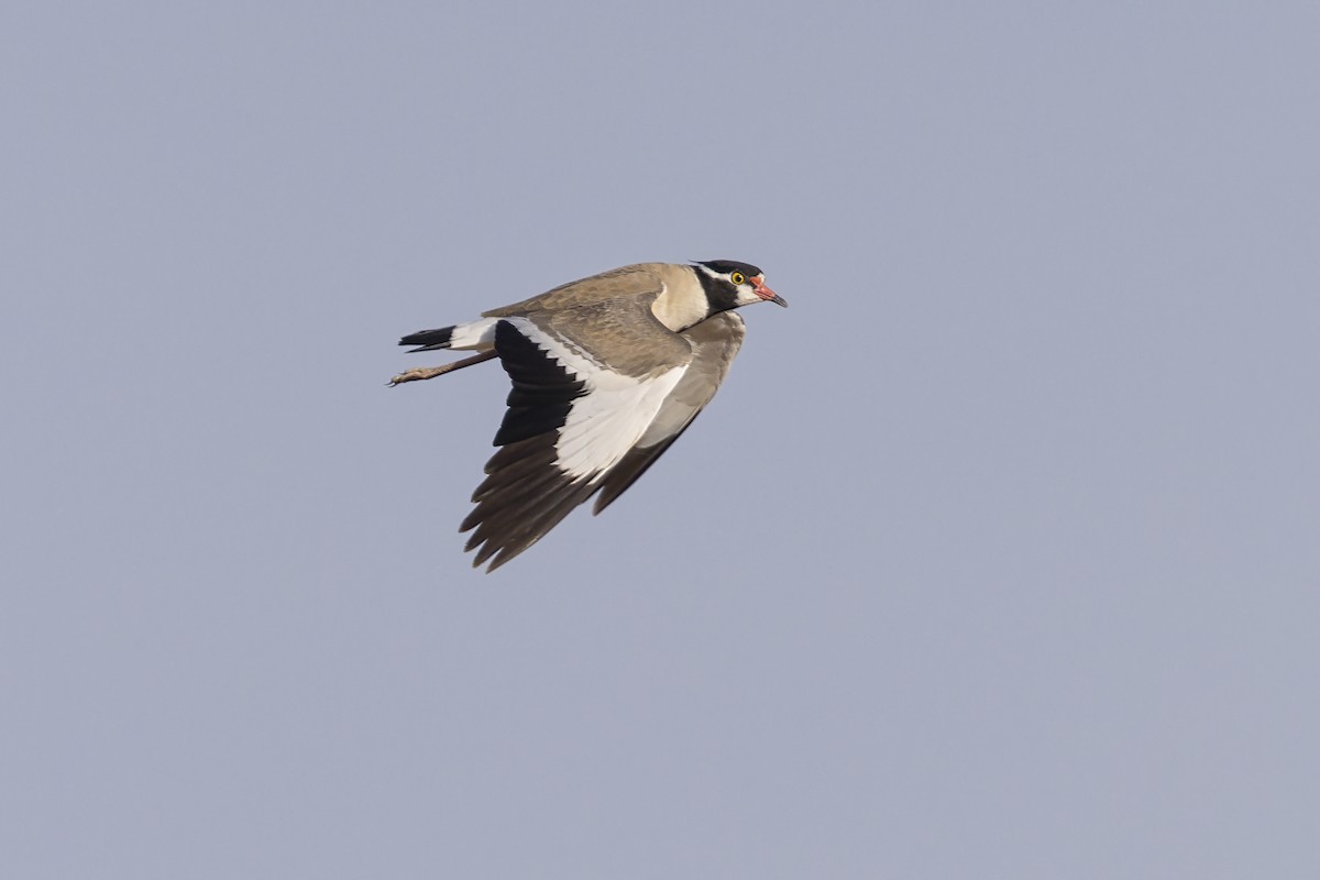 Black-headed Lapwing - ML636885065