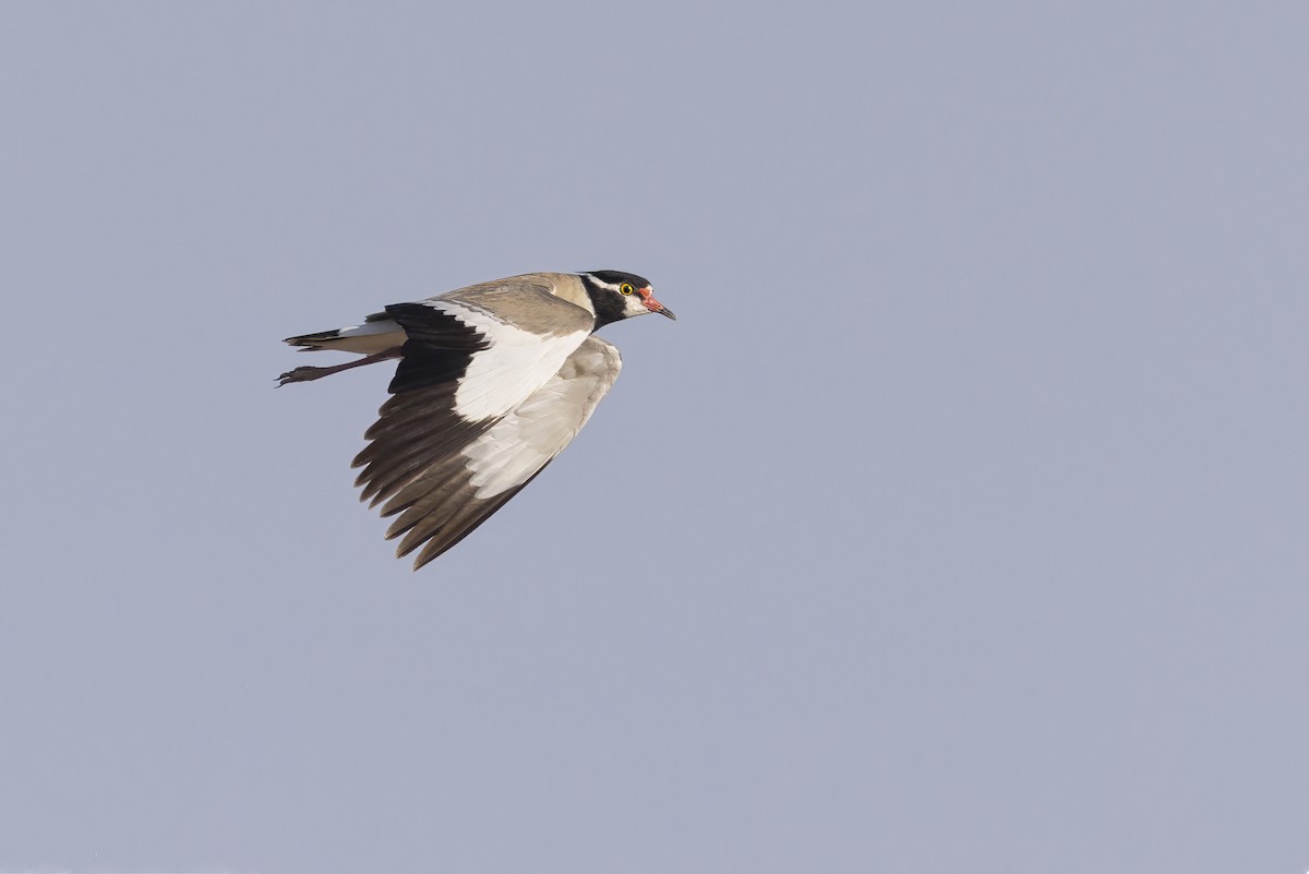 Black-headed Lapwing - ML636885066