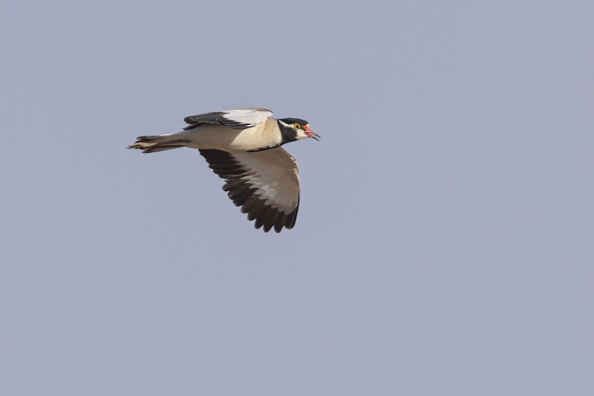 Black-headed Lapwing - ML636885067
