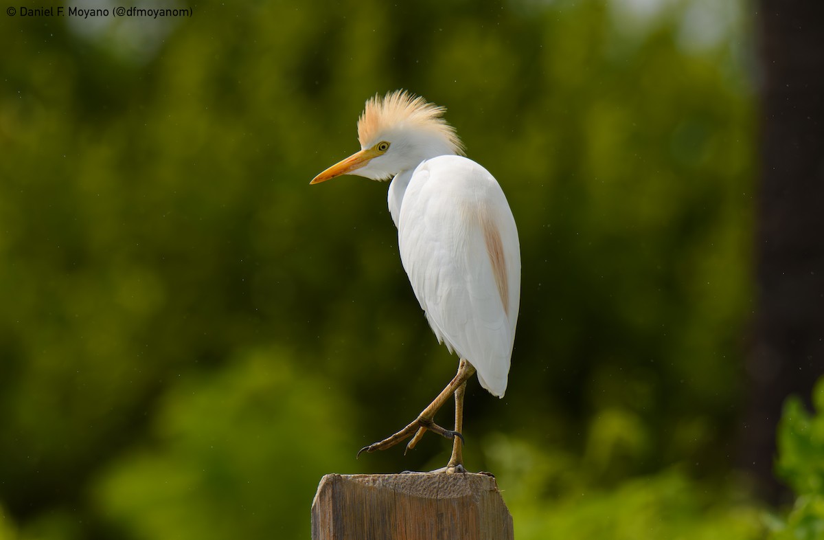 Western Cattle-Egret - ML636885242