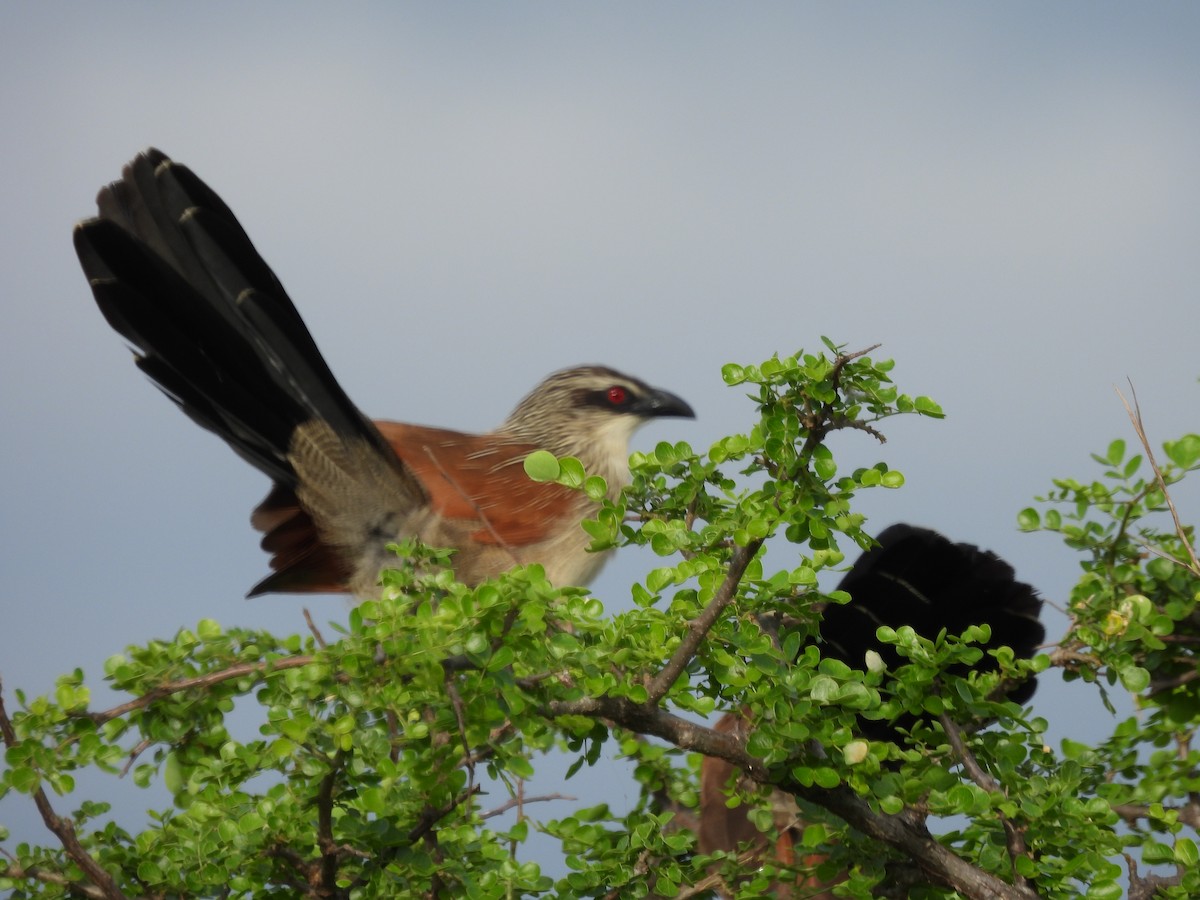 White-browed Coucal - ML636885243
