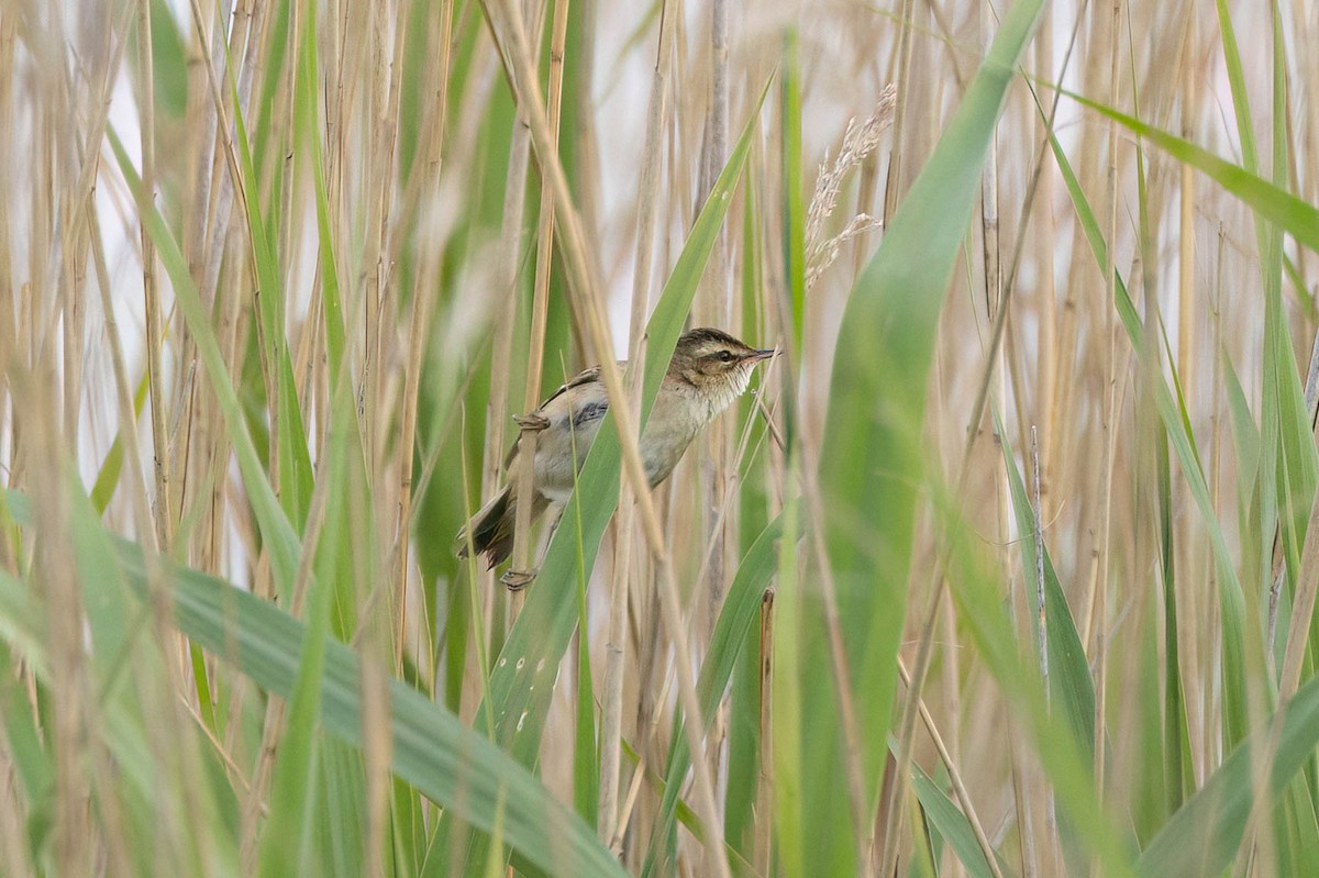 Schilfrohrsänger - ML636885263