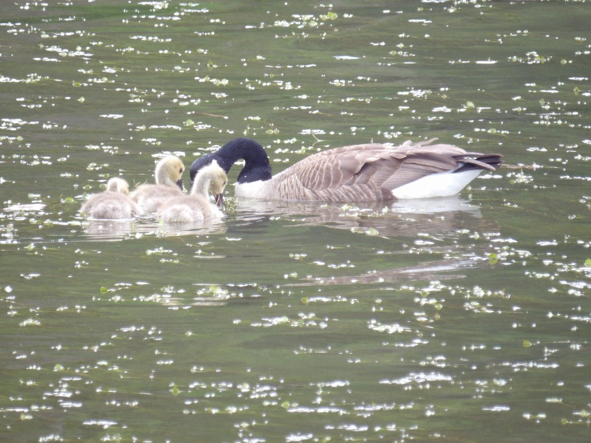 Canada Goose - ML636885267