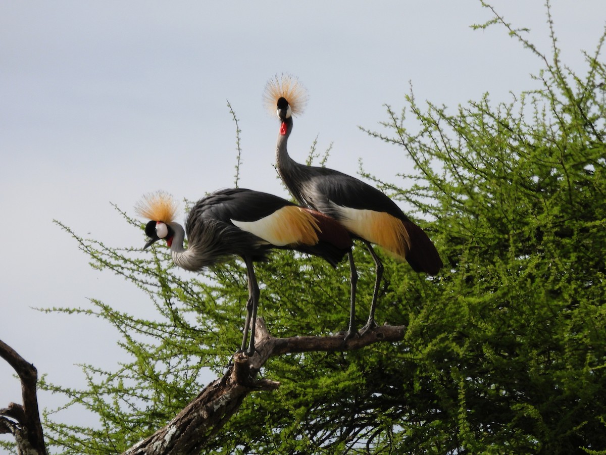 Gray Crowned-Crane - ML636885285