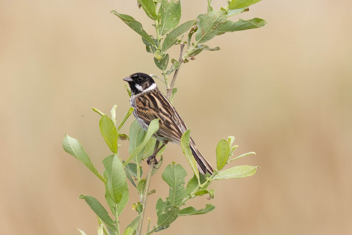 Rohrammer - ML636885288