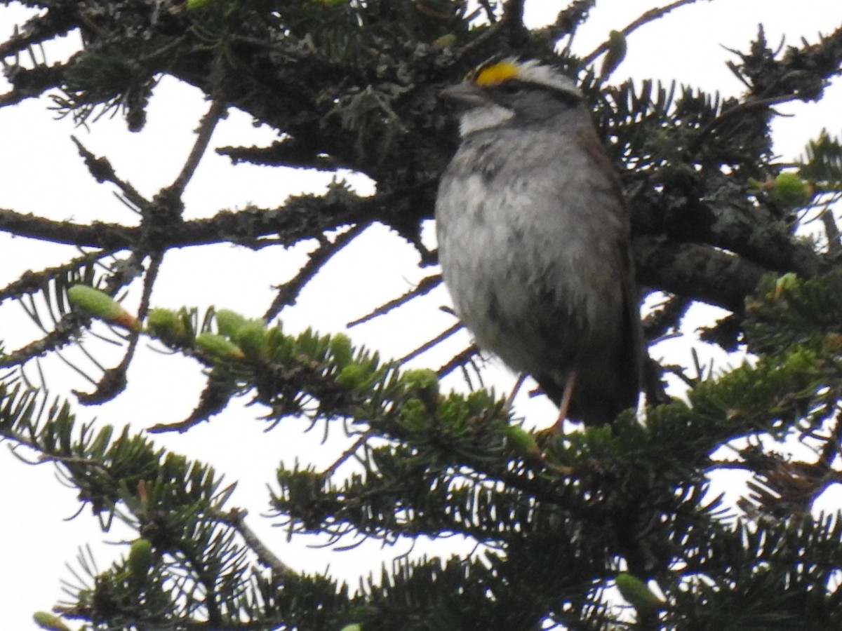 White-throated Sparrow - ML636885290