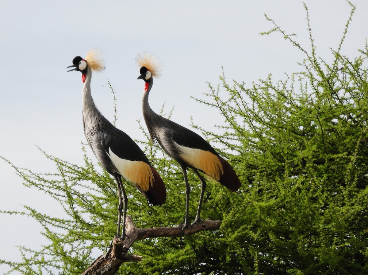 Gray Crowned-Crane - ML636885309