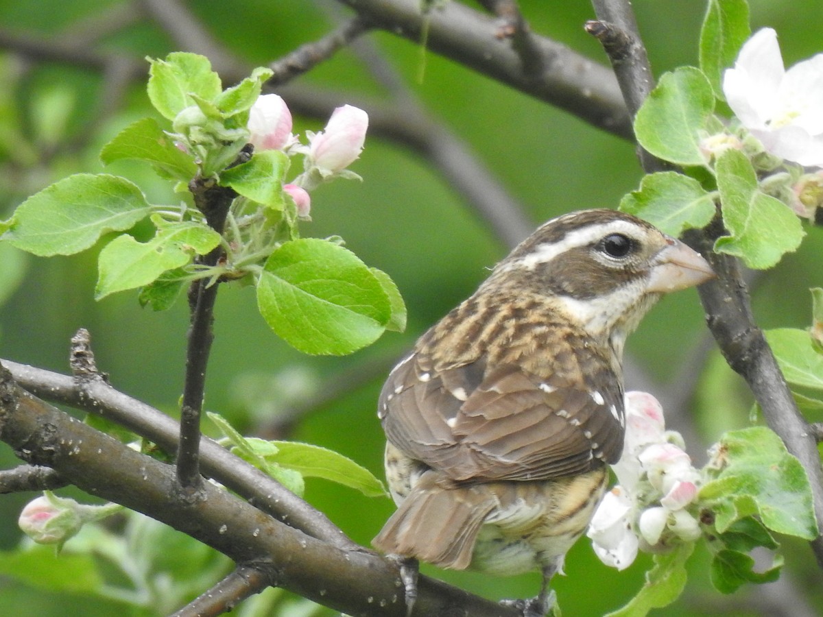 Rose-breasted Grosbeak - ML636885320