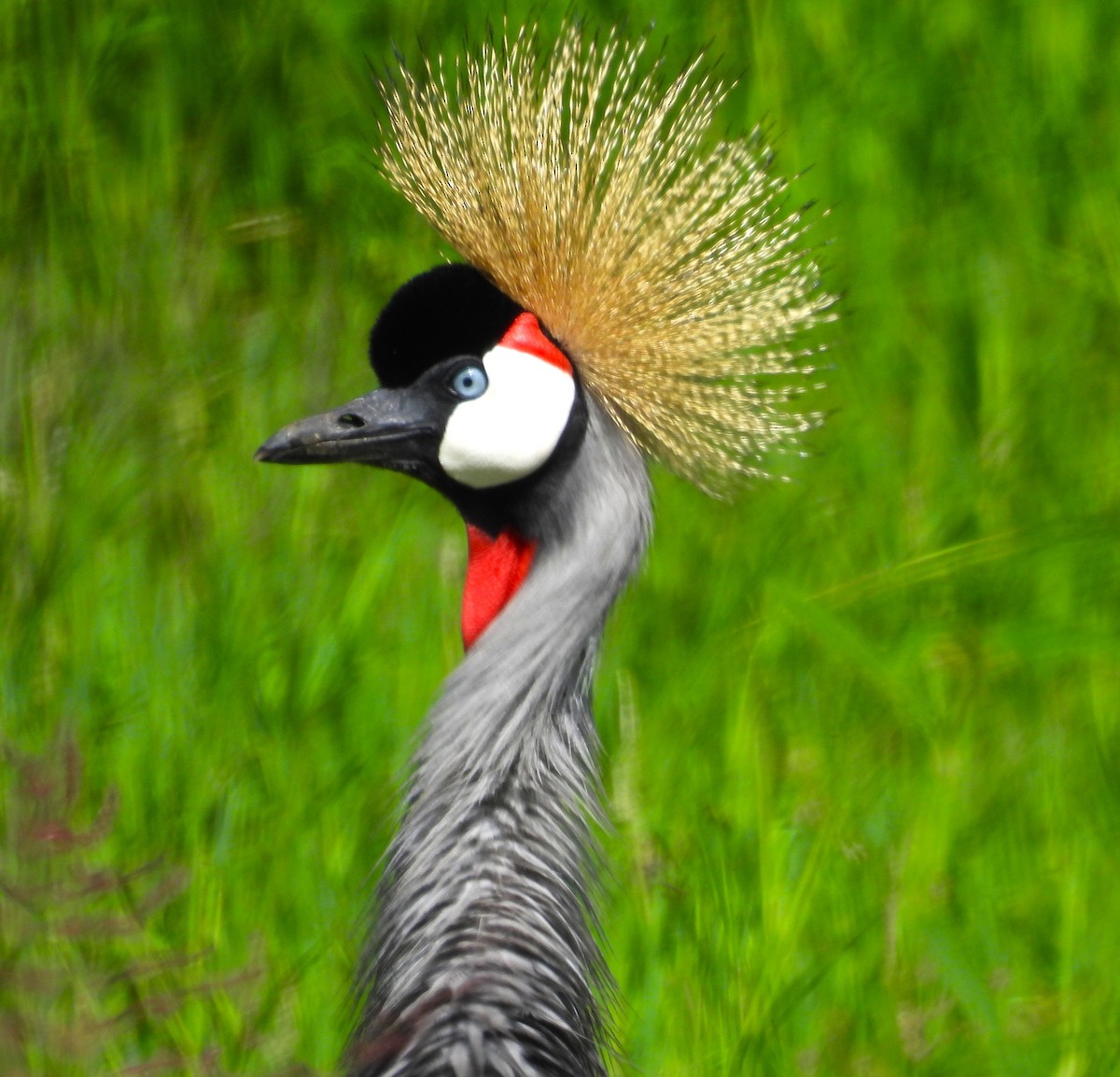 Gray Crowned-Crane - ML636885326
