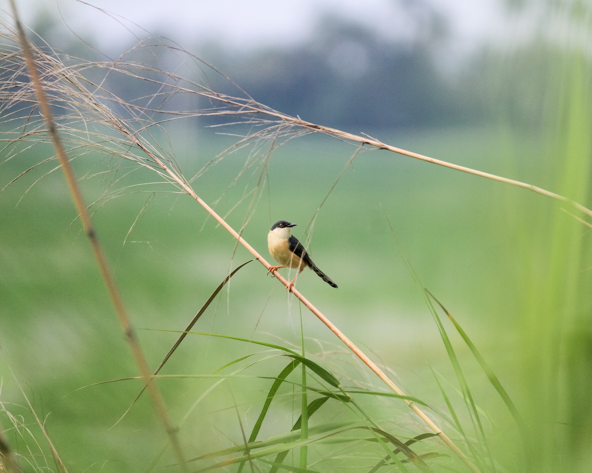 Prinia cendrée - ML636885331