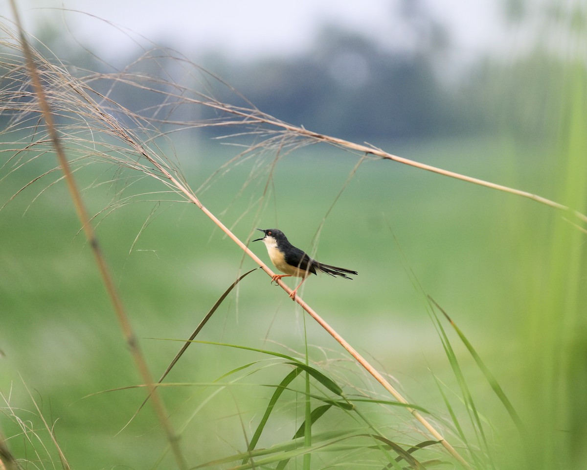 Prinia cendrée - ML636885336