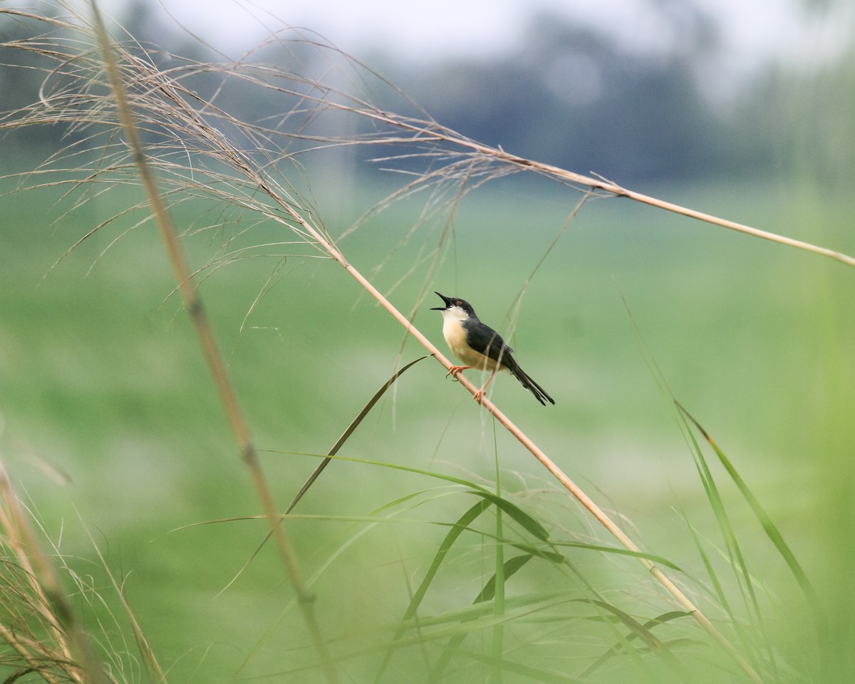 Prinia cendrée - ML636885337