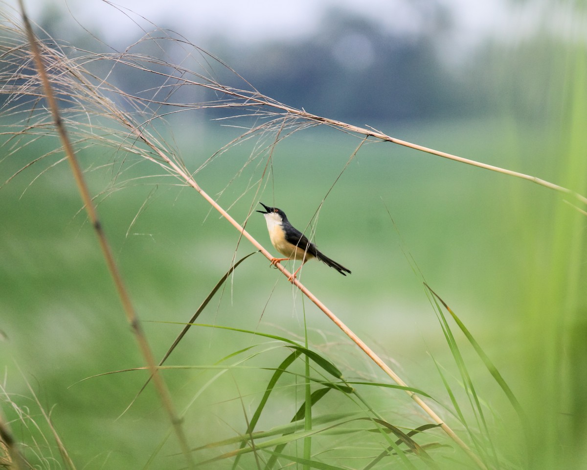 Prinia cendrée - ML636885338