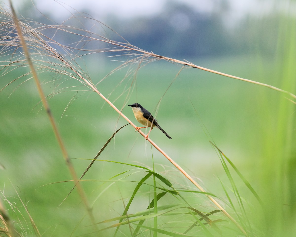 Prinia cendrée - ML636885339