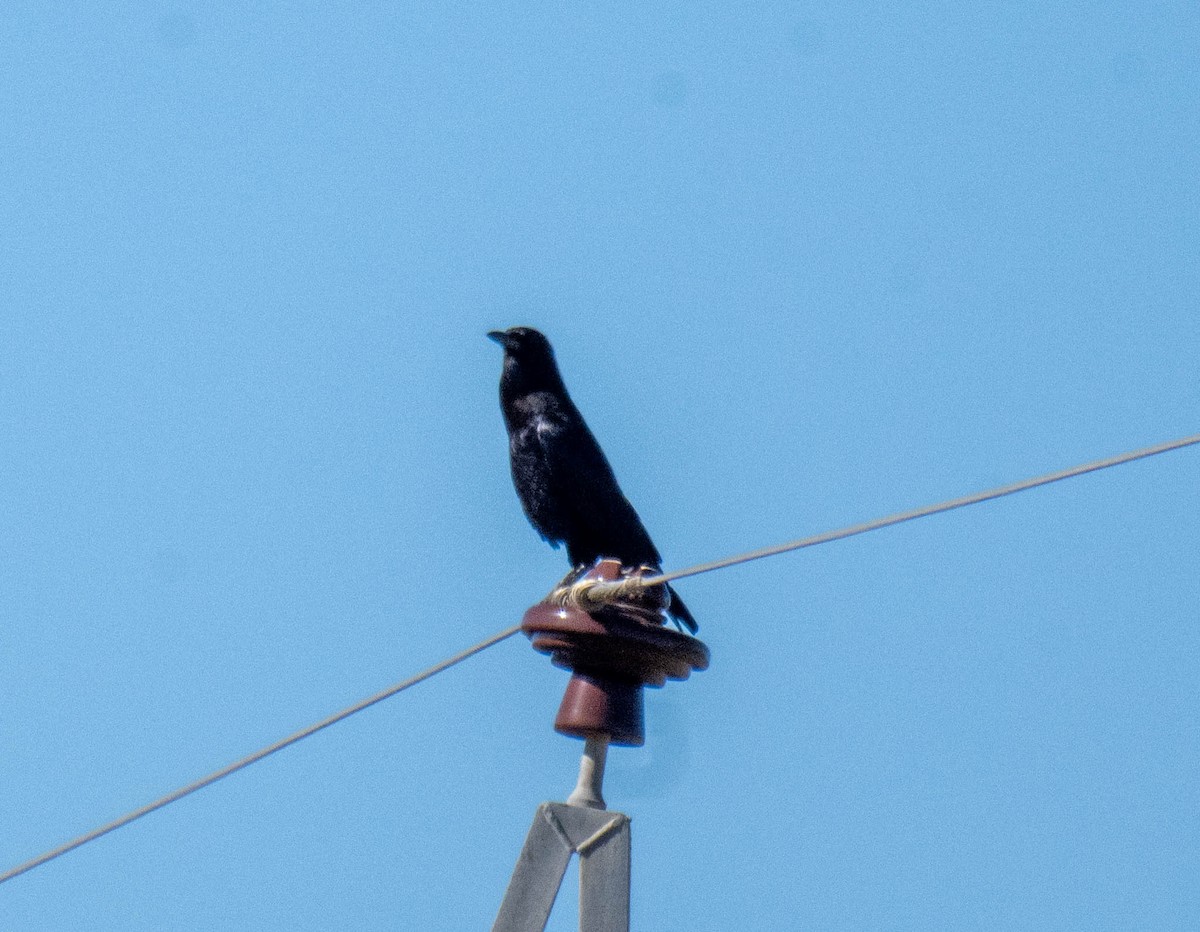 Cape Crow - ML636885364