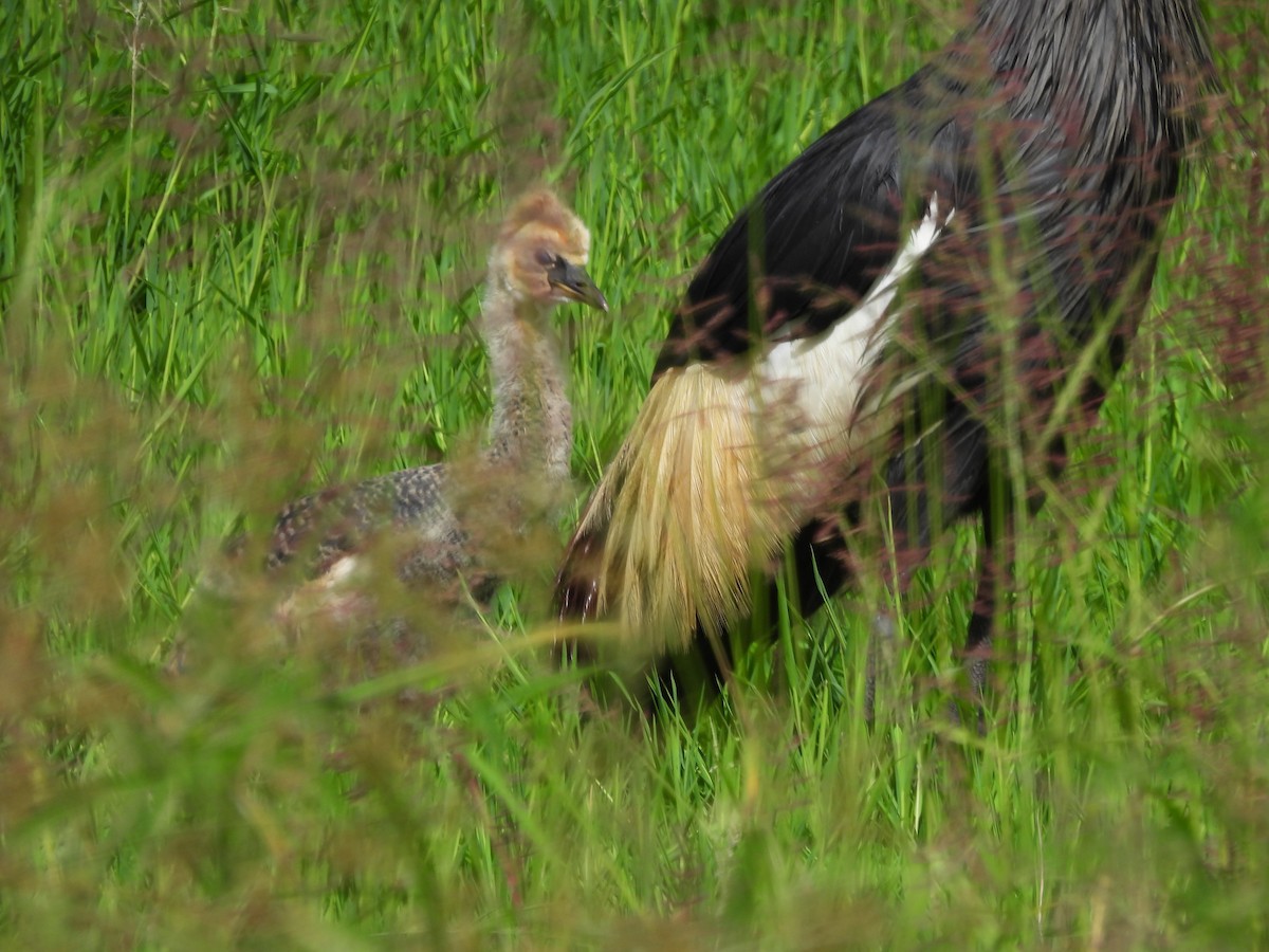 Gray Crowned-Crane - ML636885371