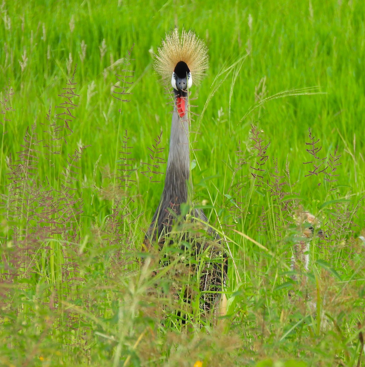 Gray Crowned-Crane - ML636885403
