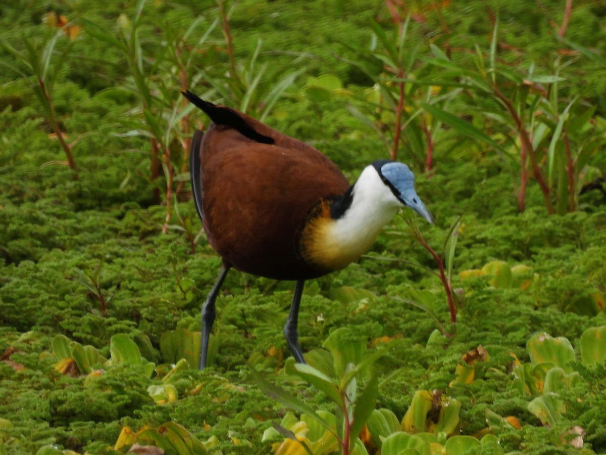 African Jacana - ML636885441