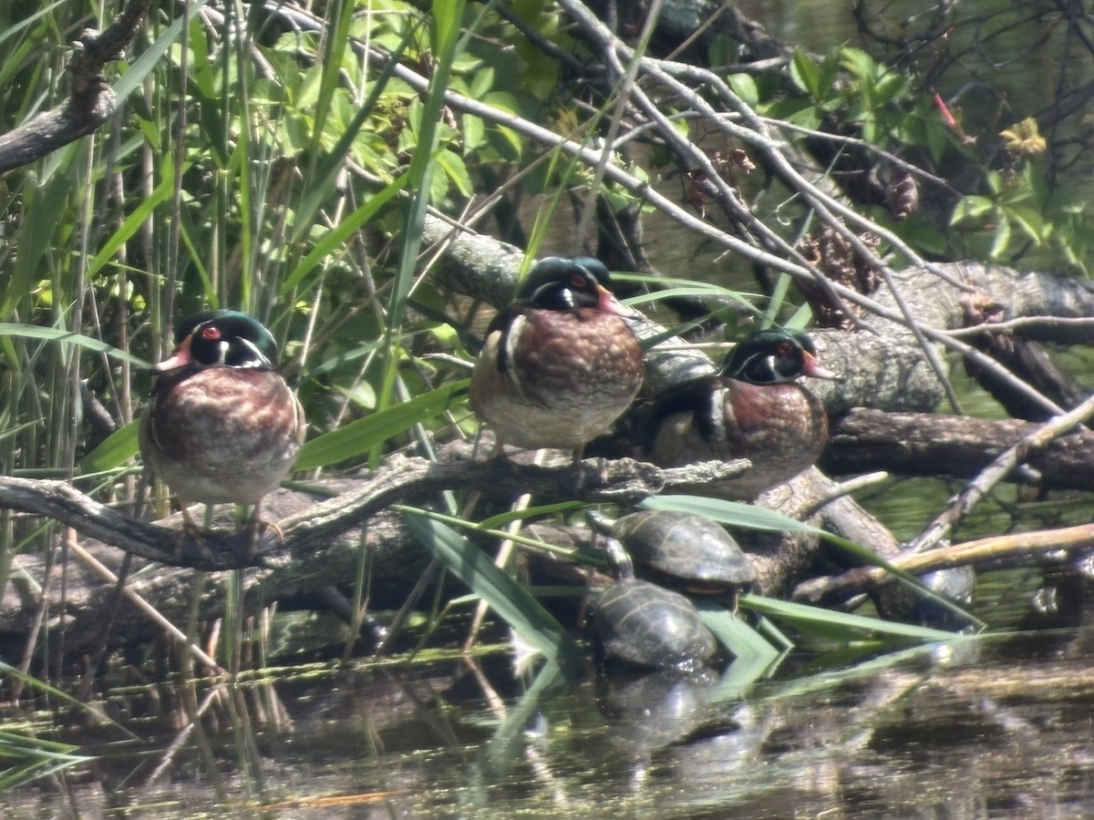 Wood Duck - ML636885444