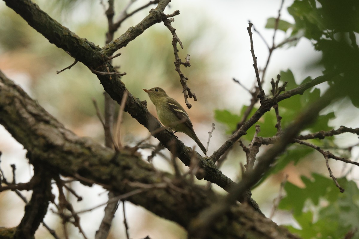 tyranovec žlutobřichý - ML636885449