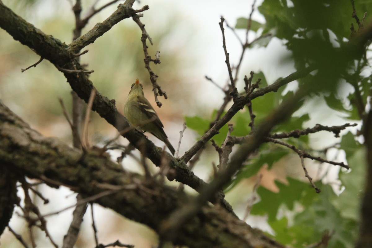 tyranovec žlutobřichý - ML636885461