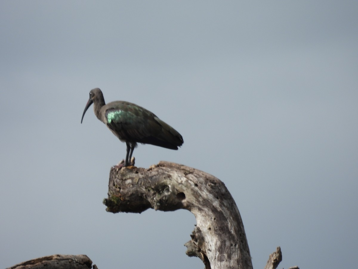 Hadada Ibis - ML636885491