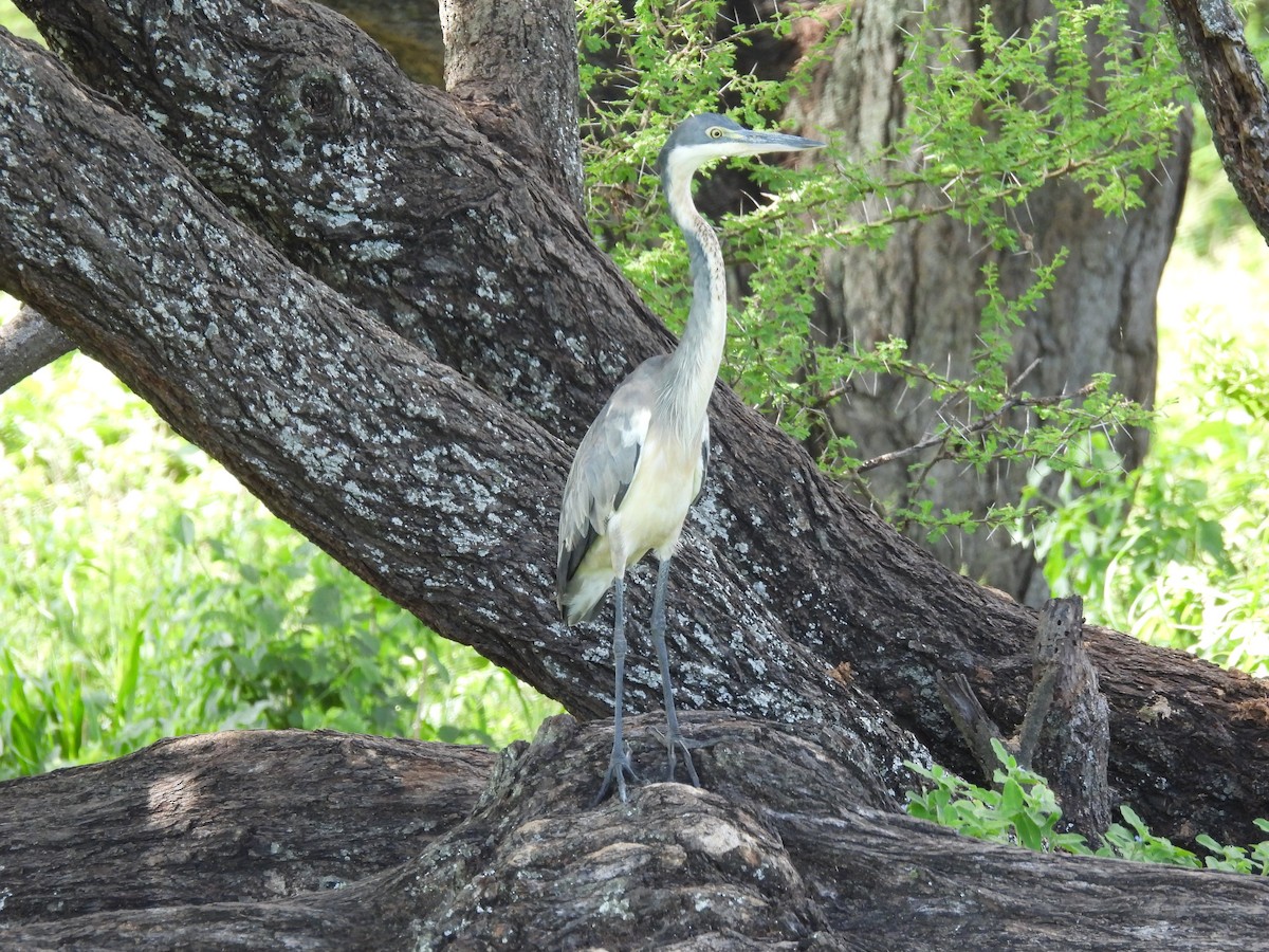 Black-headed Heron - ML636885509