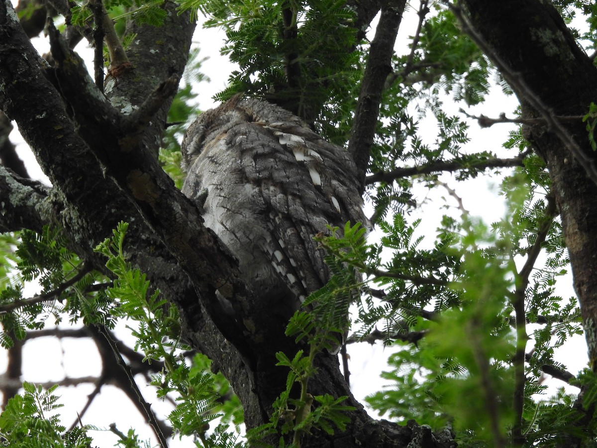 African Scops-Owl - ML636885530
