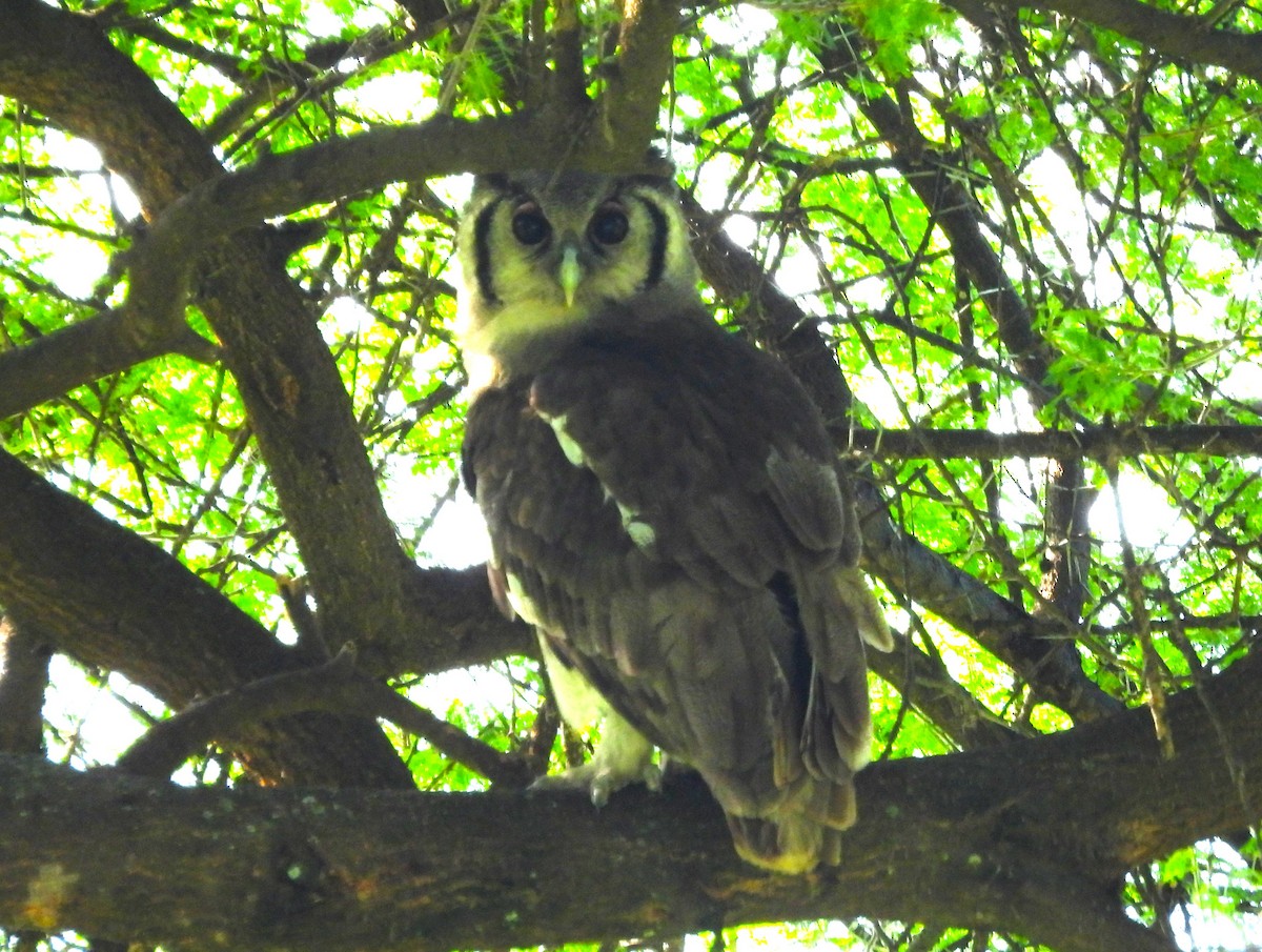 Verreaux's Eagle-Owl - ML636885556