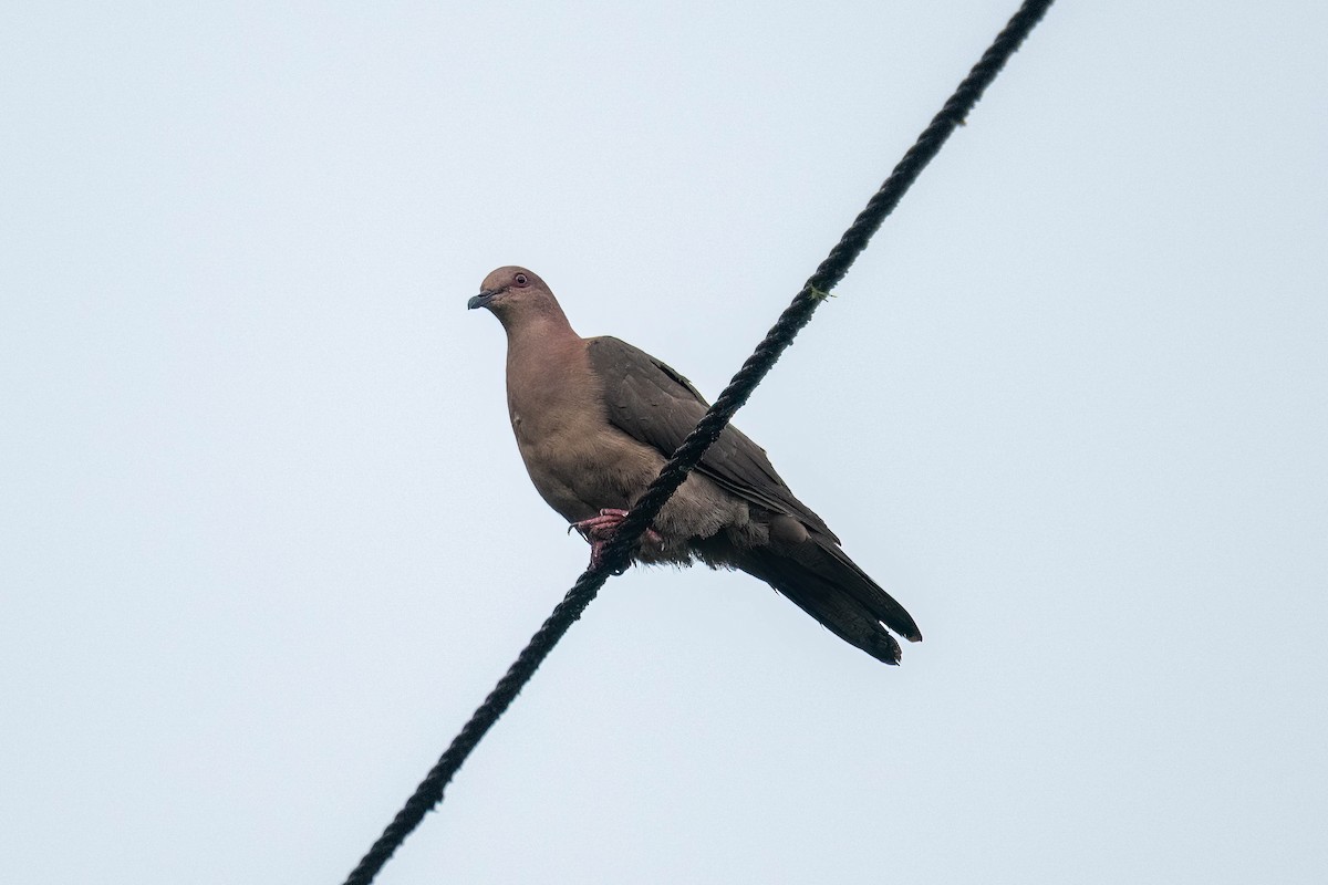 Short-billed Pigeon - ML636885563