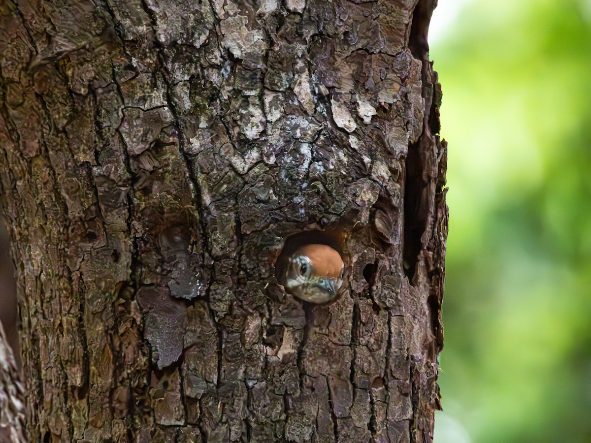 Speckled Piculet - ML636885577