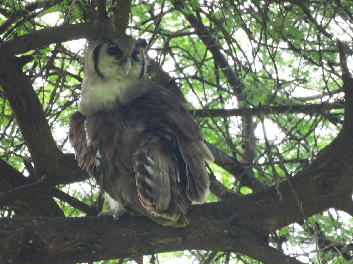 Verreaux's Eagle-Owl - ML636885581