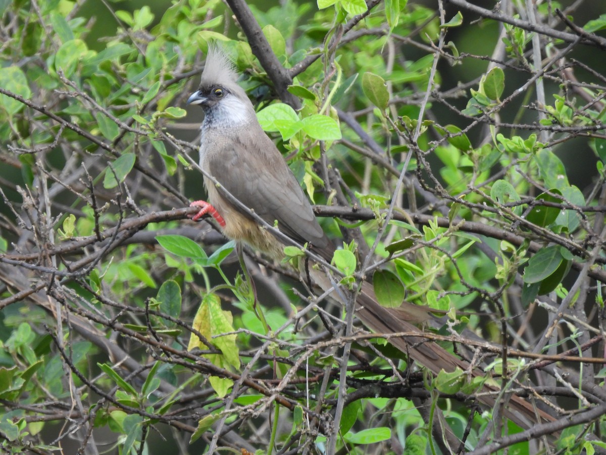 Speckled Mousebird - ML636885614
