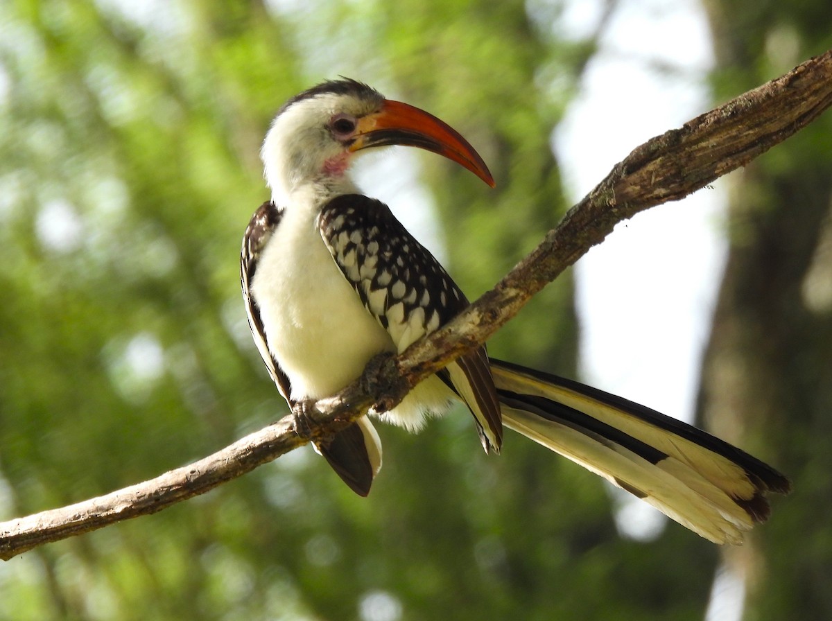 Northern Red-billed Hornbill - ML636885651