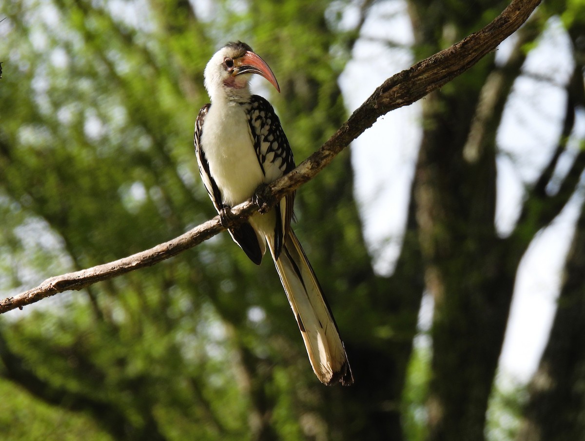 Northern Red-billed Hornbill - ML636885686