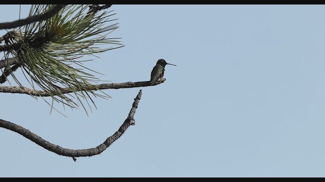 Black-chinned Hummingbird - ML636885741