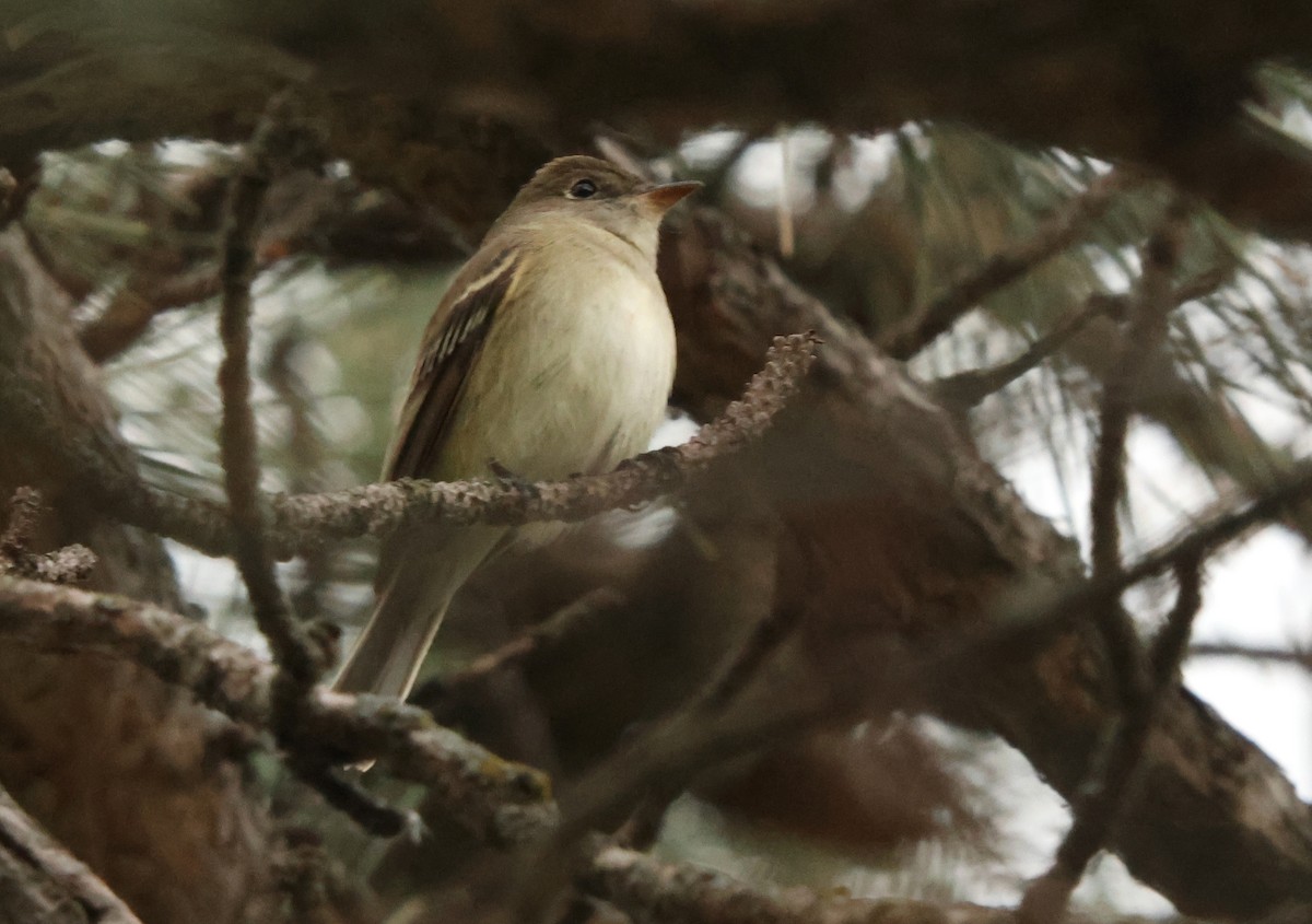 tyranovec olšový - ML636885752