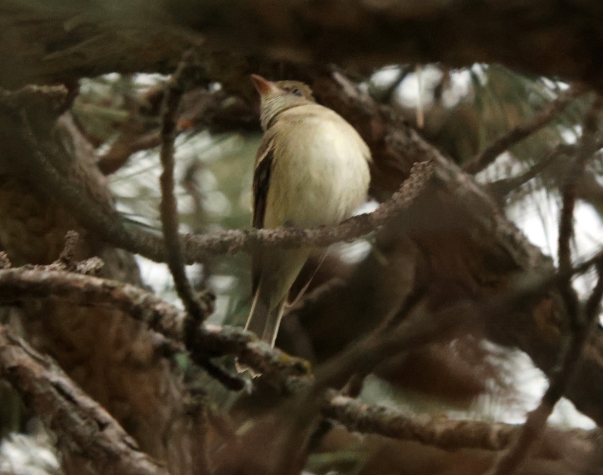 tyranovec olšový - ML636885753