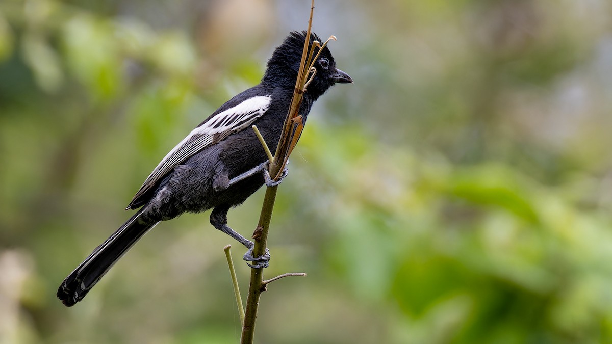 Southern Black-Tit - ML636885760