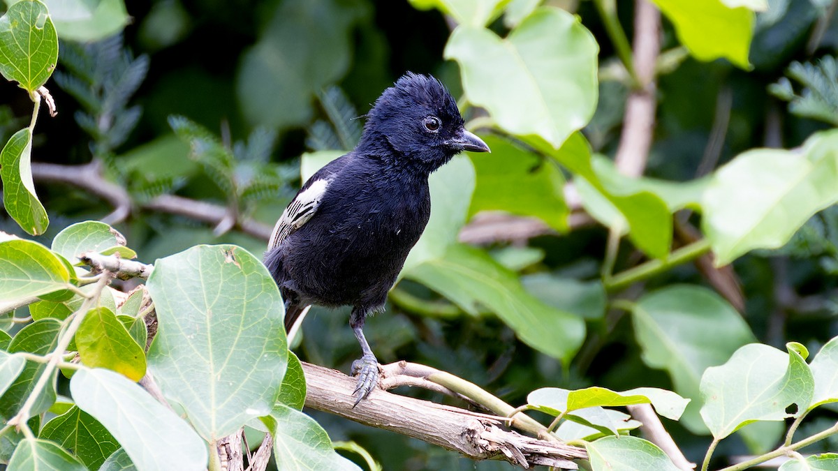 Southern Black-Tit - ML636885761