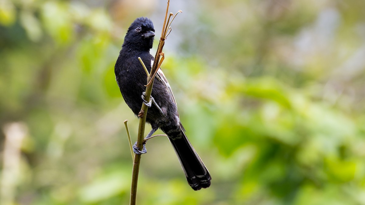 Southern Black-Tit - ML636885762