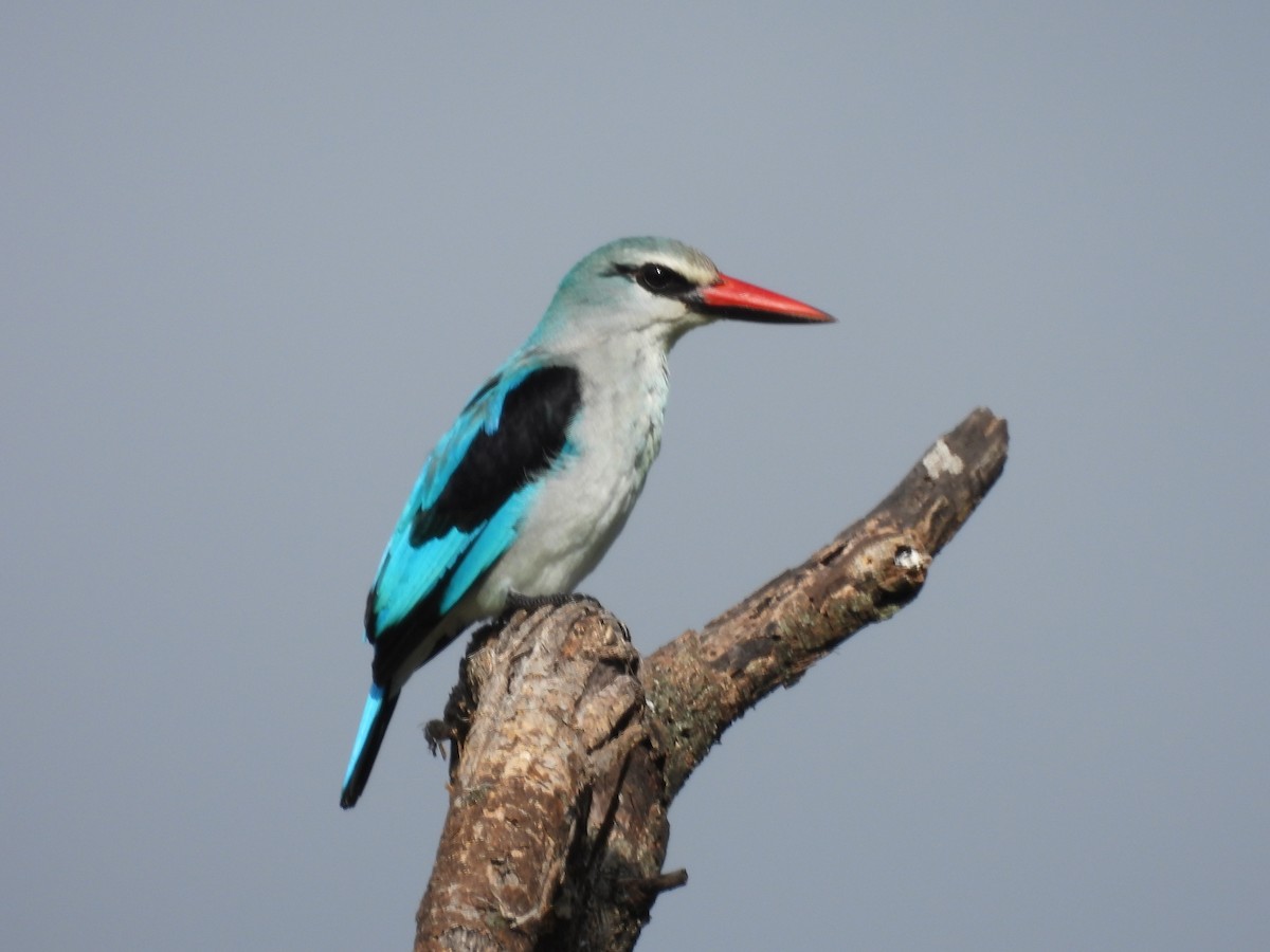 Woodland Kingfisher - ML636885797