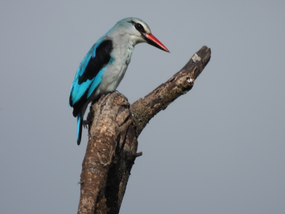 Woodland Kingfisher - ML636885807