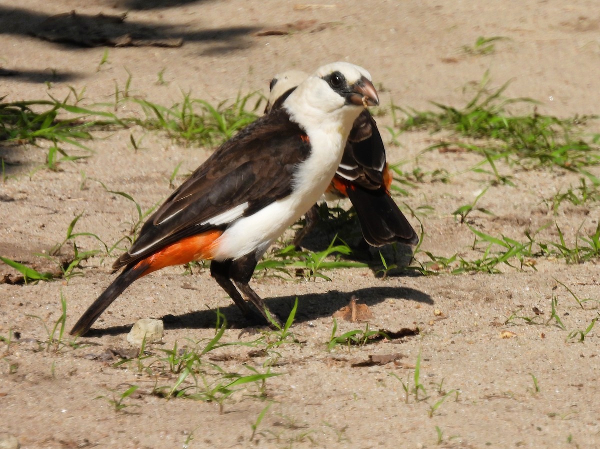 White-headed Buffalo-Weaver - ML636885825
