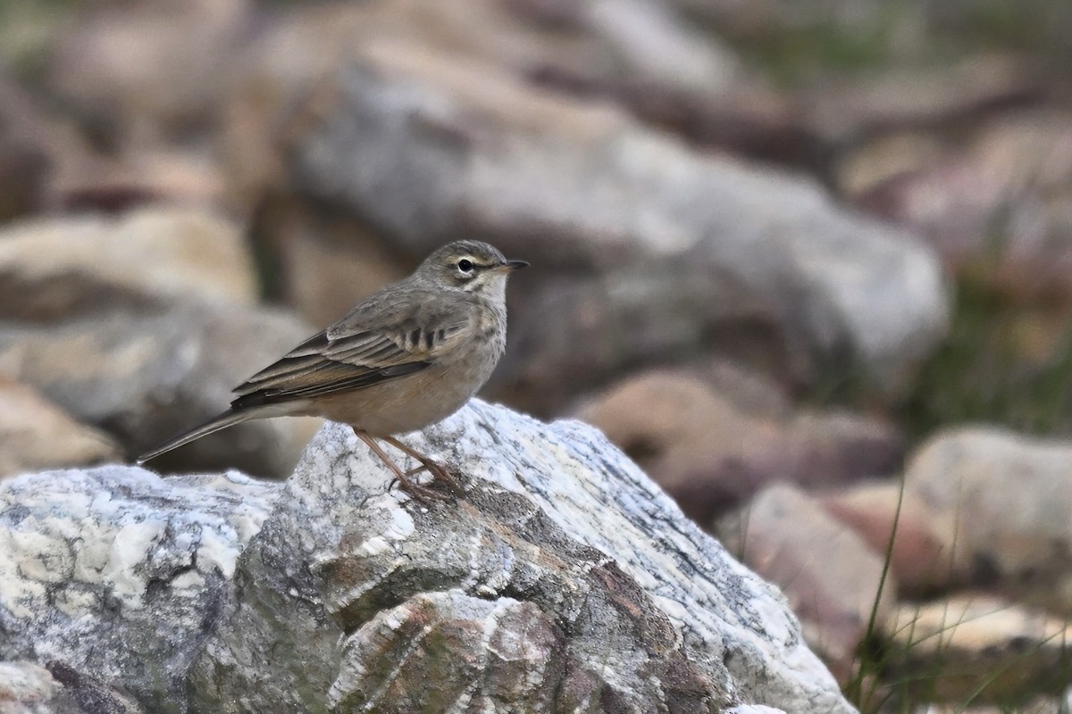 Nicholson's Pipit - ML636885959